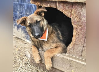 Cleo - freundliche, aktive, anhängliche Schäferhund Mix Hündin / z.Zt. noch in Rumänien