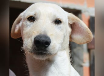 6 Hundebabys suchen ihr Glück