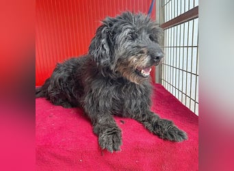 liebenswerte DORKA - 9 Jahre, 38cm/10,5kg - Schnauzer-Mix