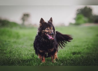 Stella - rüstige Seniorin die noch flott unterwegs ist