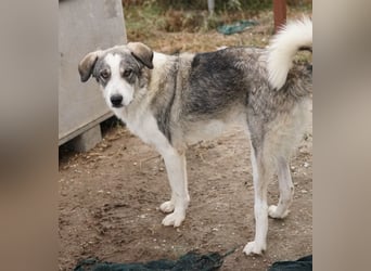 Balou, geb. ca. 05/2022, lebt in GRIECHENLAND, im städt. Tierheim Serres