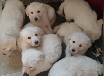 Golden Retriever X Berger blanc Suisse