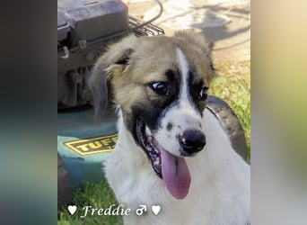 Felix und Freddie suchen absofort ein Zuhause