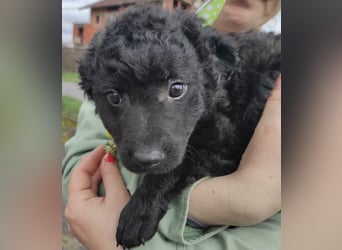 Luna eine schwarze Praline