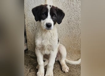 Zenzi, geb. ca. 01/2025, lebt in GRIECHENLAND, im städt. Tierheim Serres