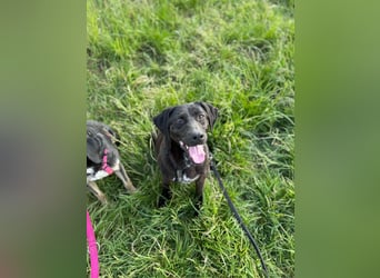 Maffy - Labrador-Mix-Hündin mit Herz sucht ihr Für-immer-Zuhause