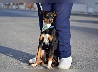 Süßer TOBI-lieb, verspielt noch etwas schüchtern sucht sein "Für-immer-Körbchen" bei lieben Menschen