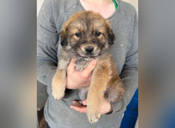 Diego ❤️ süßer, verschmuster Welpenjunge