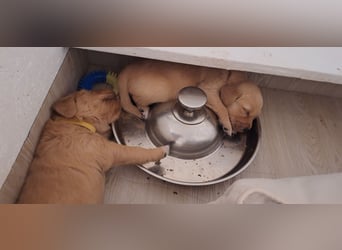 Golden Retriever Welpen