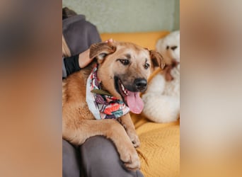 Hundemädchen Mila sucht Familie