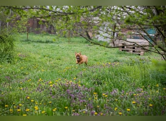Raffi: Hundekind sucht ein Zuhause