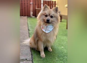 Ruffy SR - Freundlicher Spitz mit Charakter