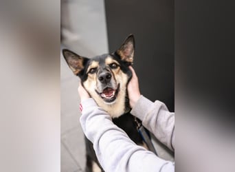 Chejs ein schwarzer Schäferhund - mischling als  treuer Wegbereiter!