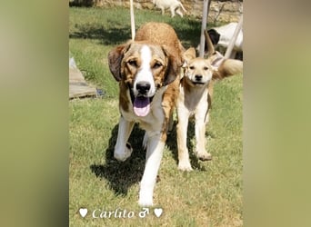 Carlito, Marla, Scippy und Kea auf der Suche nach ihrer Familie