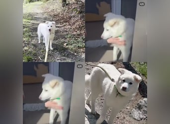 Hani – Kleine Herzenswolke sucht ein Zuhause voller Liebe
