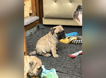 Zuckersüße Freiatmige Bulldoggenwelpen