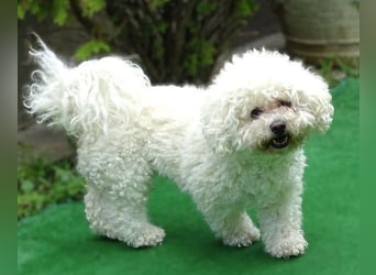 NORA Bichon Mix