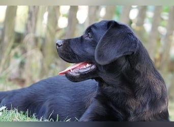 Labradorwelpen