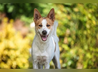 Canaan Dog-Welpe (Kanaan-Hund)