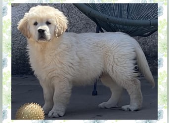 Golden Retriever Welpen aus excellenter Verpaarung