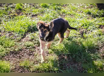 Chip 239982: Hundekind sucht ein Zuhause
