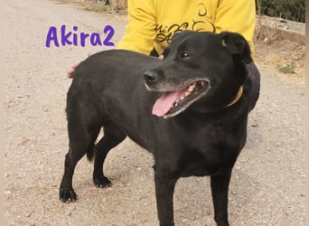 Akira2 04/2017 (ESP) - ausgeglichene, sehr liebevolle und soziale Labrador-Mix Hündin!