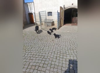 Schäferhund-Mischlingswelpen