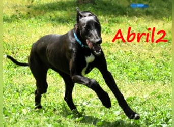 Abril2 10/2024 (ESP) - liebe und aufgeschlossene, junge Galga!