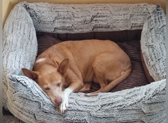 Lady, Podengo-Mix, lieb und verträglich