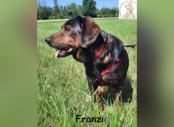 Franzi – kleine Hundedame chillt ihr Leben