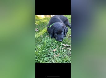 Wunderschöne Labradorwelpen mit Ahnentafel (Silver,Schwarz)