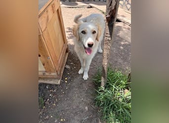 BUBBLES - Hunde-Teenagerin auf Familiensuche!