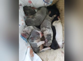 Süsse Französische Bulldoggenbabies sind da!