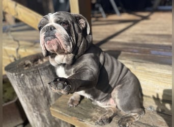 Willi u.Agnes, English Englische Bulldogge, reinrassig, Papiere, Ahnentafel, Gesundheitszeugnis lieb