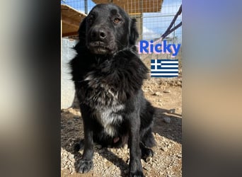 Ricky, geb 01/22 - süßer Schmusebär sucht seine Familie