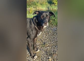 Liebenswerter Bean sucht seine Menschen