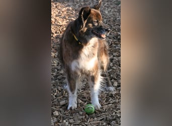 Stella