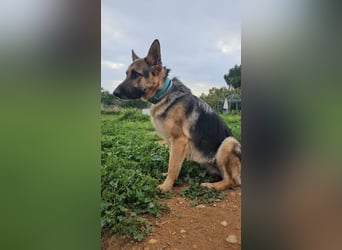 Lady Rose (Spanien) - liebenswürdige Schäferhund-Mix-Hündin