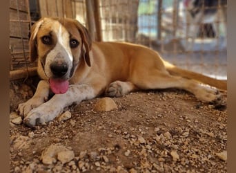 Notfell-Hündin ♥Honey♥ sucht dringend ihre emphatische PS/ES