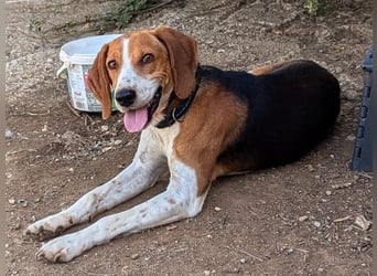 Beagle-Mix Pablito - verspielt und freundlich