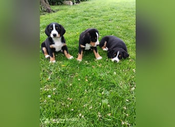 Entlebucher Sennenhund Welpen