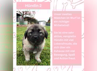 Süße Sarplaninac Welpen (Hirtenschutzhund/Schäferhund) suchen neues Zuhause. Noch 2 Welpen verfügbar