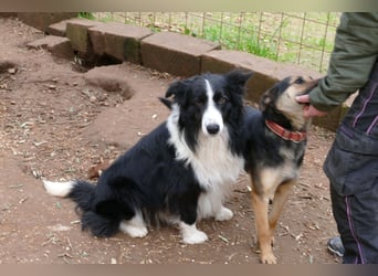 Poncho sucht sein Zuhause für immer