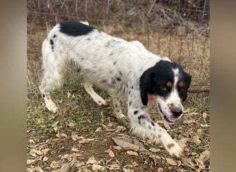 Milo - freundlicher Setter sucht sein Für-immer-Zuhause