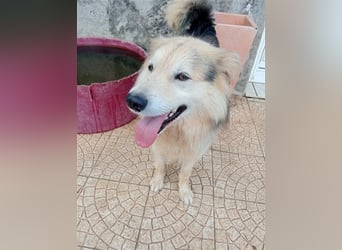 RAFA sucht liebevolles Daheim