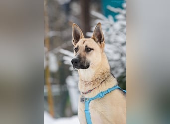 Kluger Cäser sucht sein Zuhause