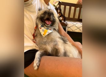 Stitch SR – kleiner Überlebenskämpfer sucht sein Happy End