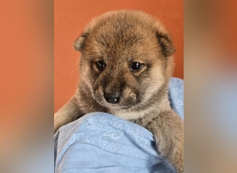 Shiba inu Welpen.   vom Haus Joe   ,Liebhaberzucht