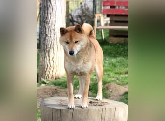 Shiba männlich