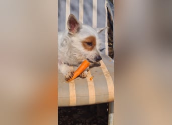 Papaya, möchte endlich ankommen